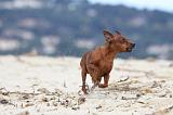 PINSCHER NAIN 008